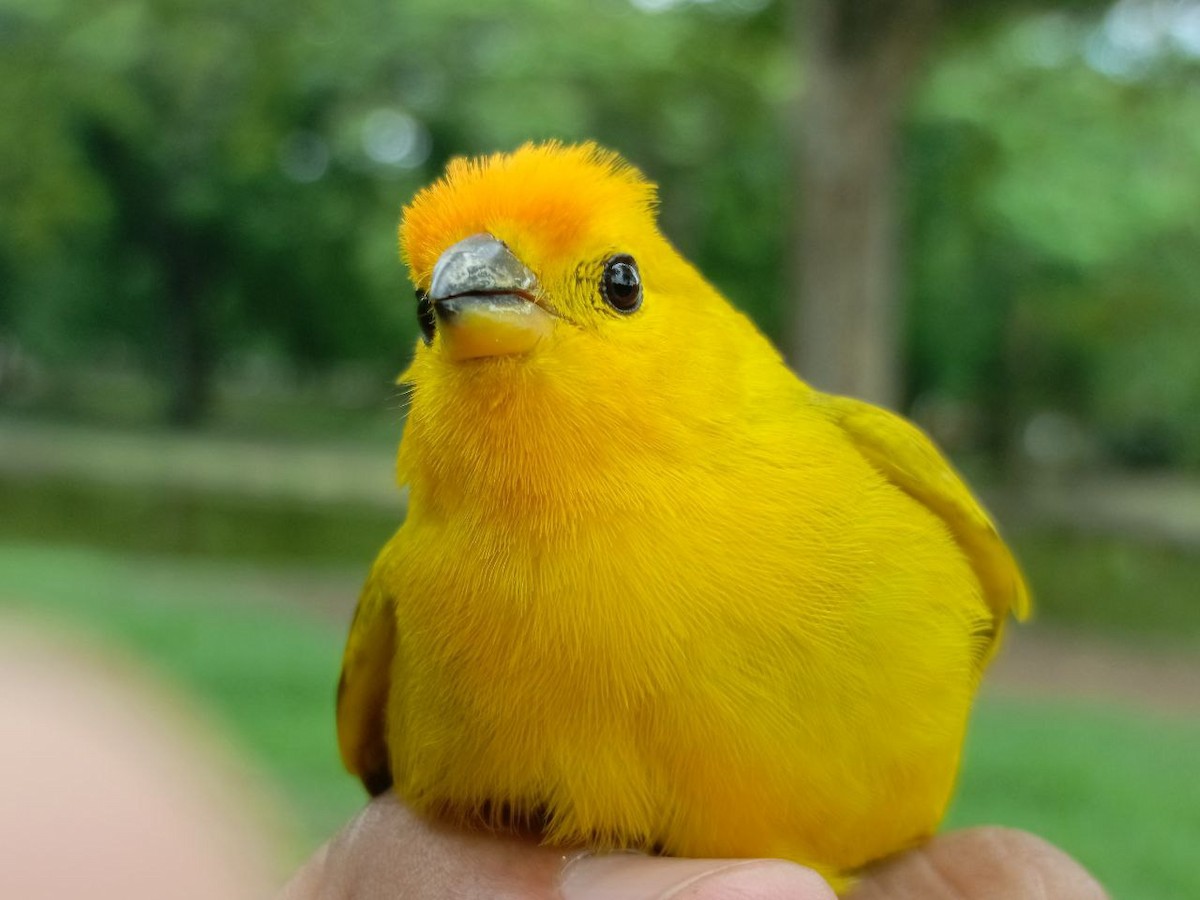 Saffron Finch - ML635985568