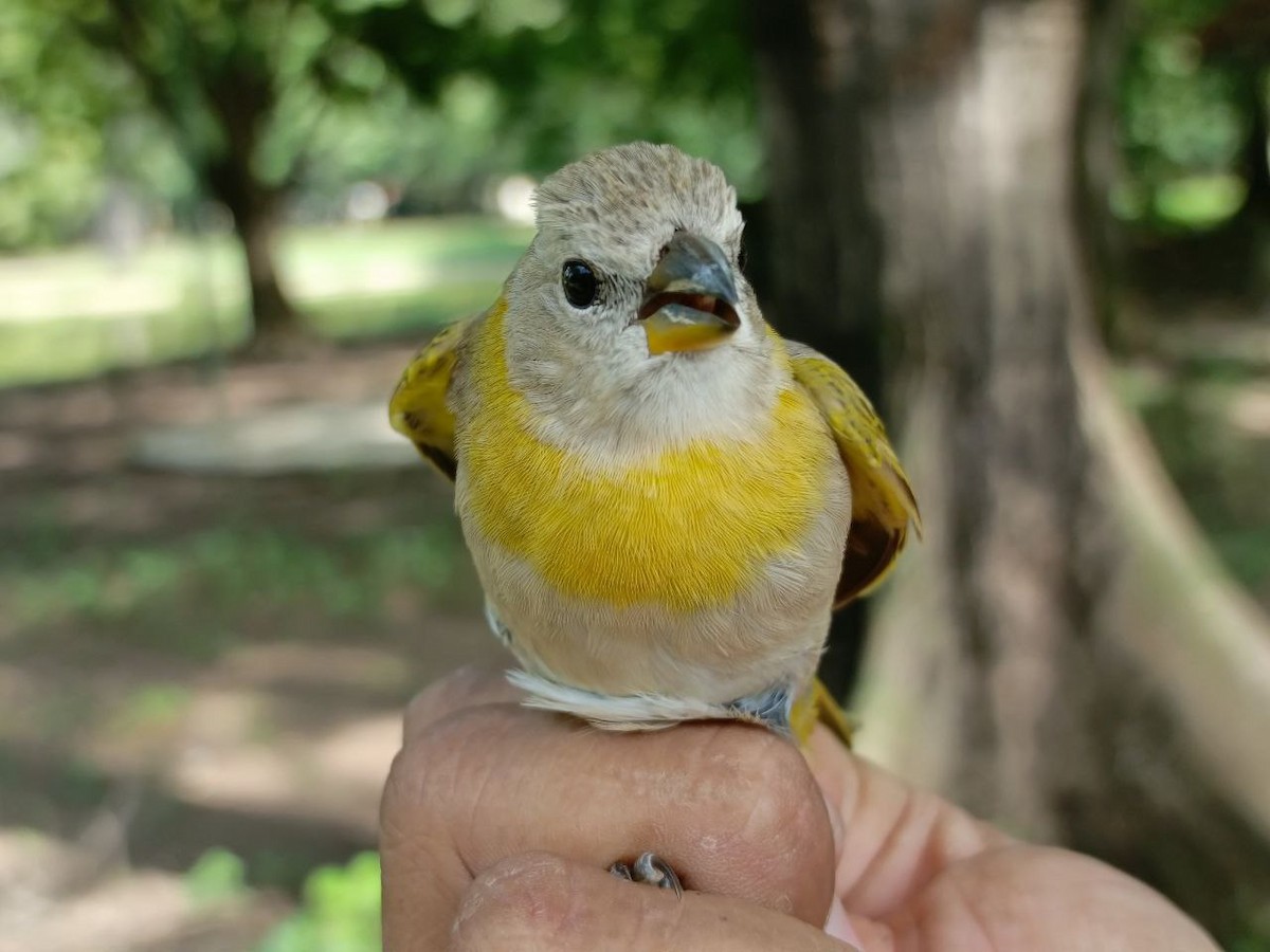 Saffron Finch - ML635985569