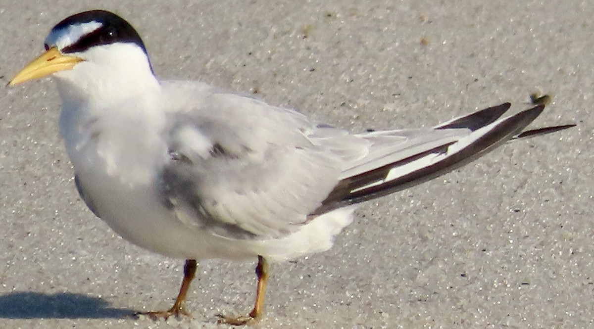 Least Tern - ML635985574