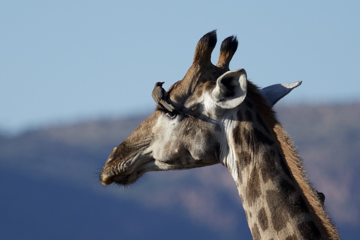 Red-billed Oxpecker - ML635985575