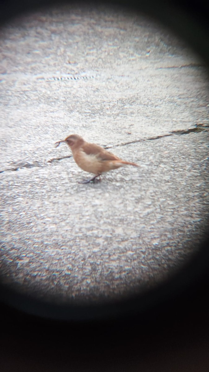 Rufous Hornero - ML635985576