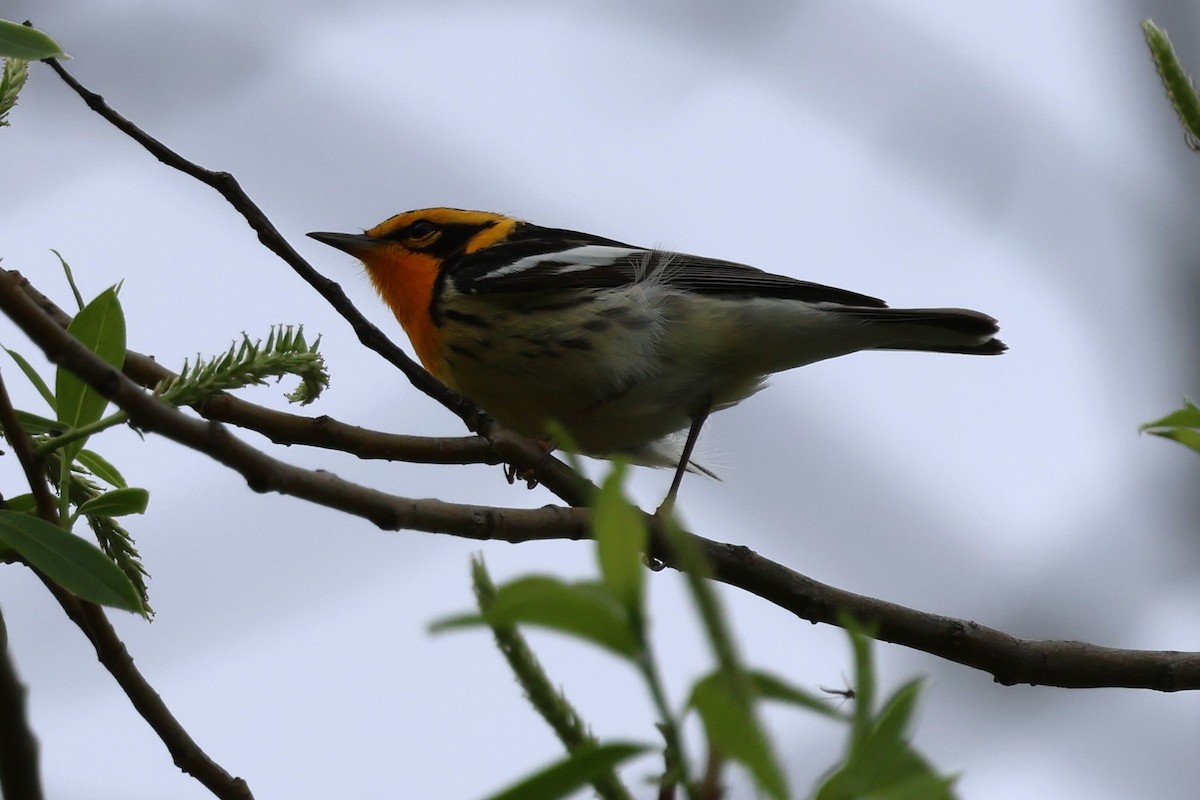 Blackburnian Warbler - ML635985577