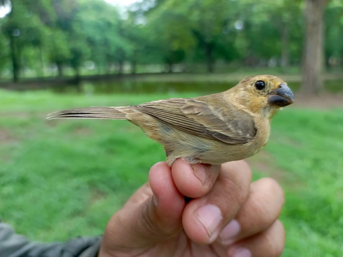 Gray Seedeater - ML635985580