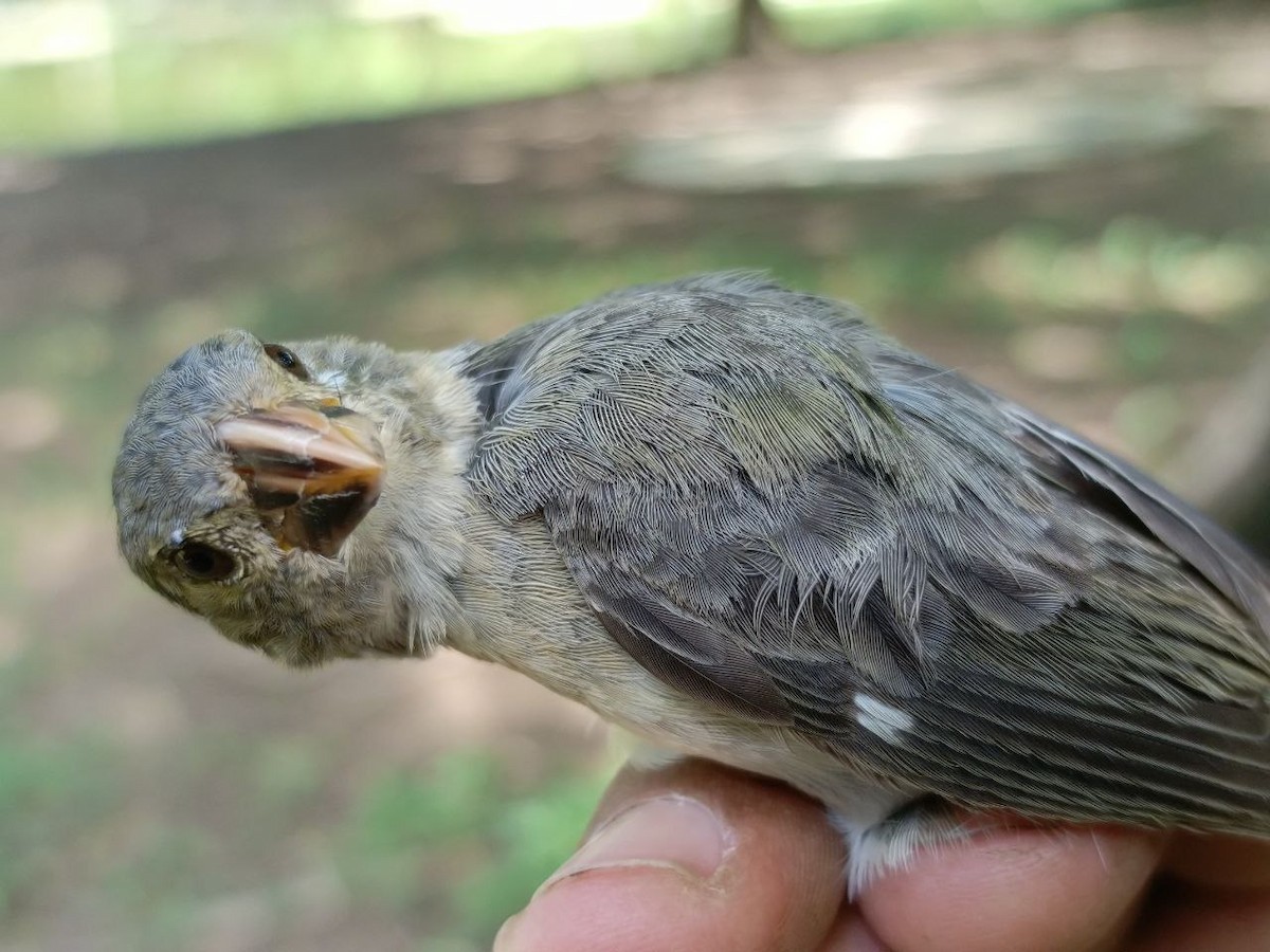 Gray Seedeater - ML635985582