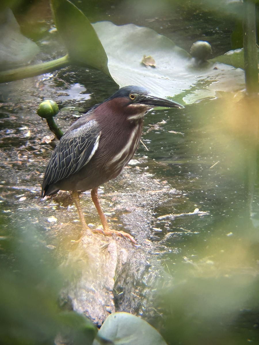 Green Heron - ML635985584
