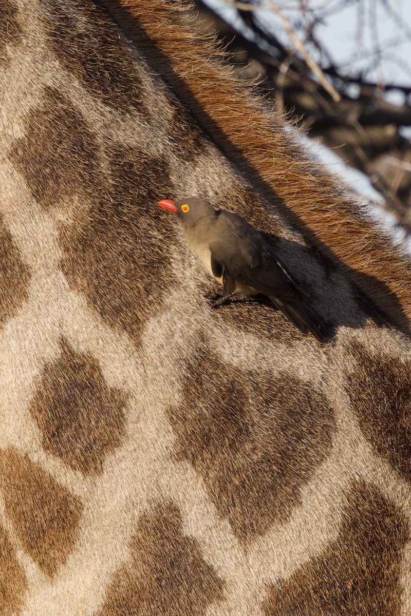 Red-billed Oxpecker - ML635985587