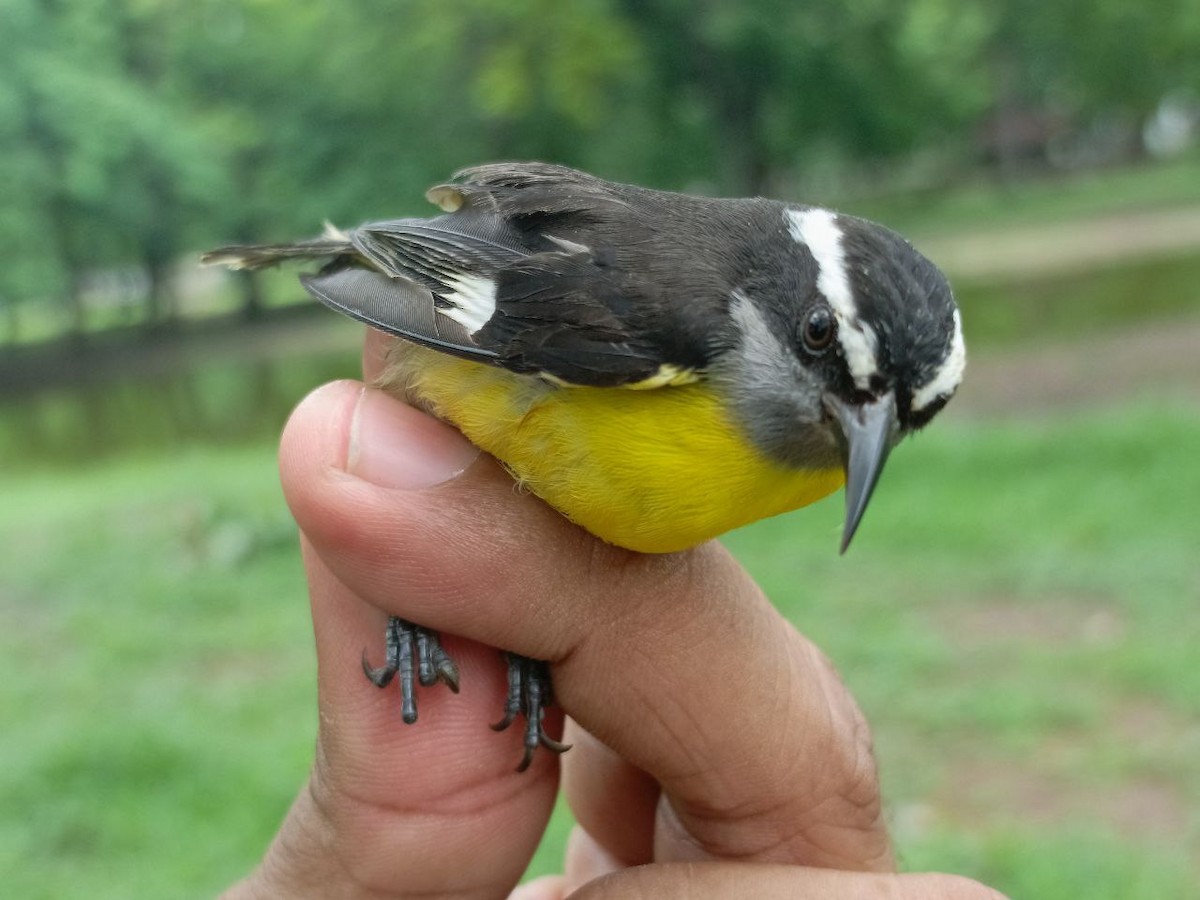 Bananaquit - ML635985594