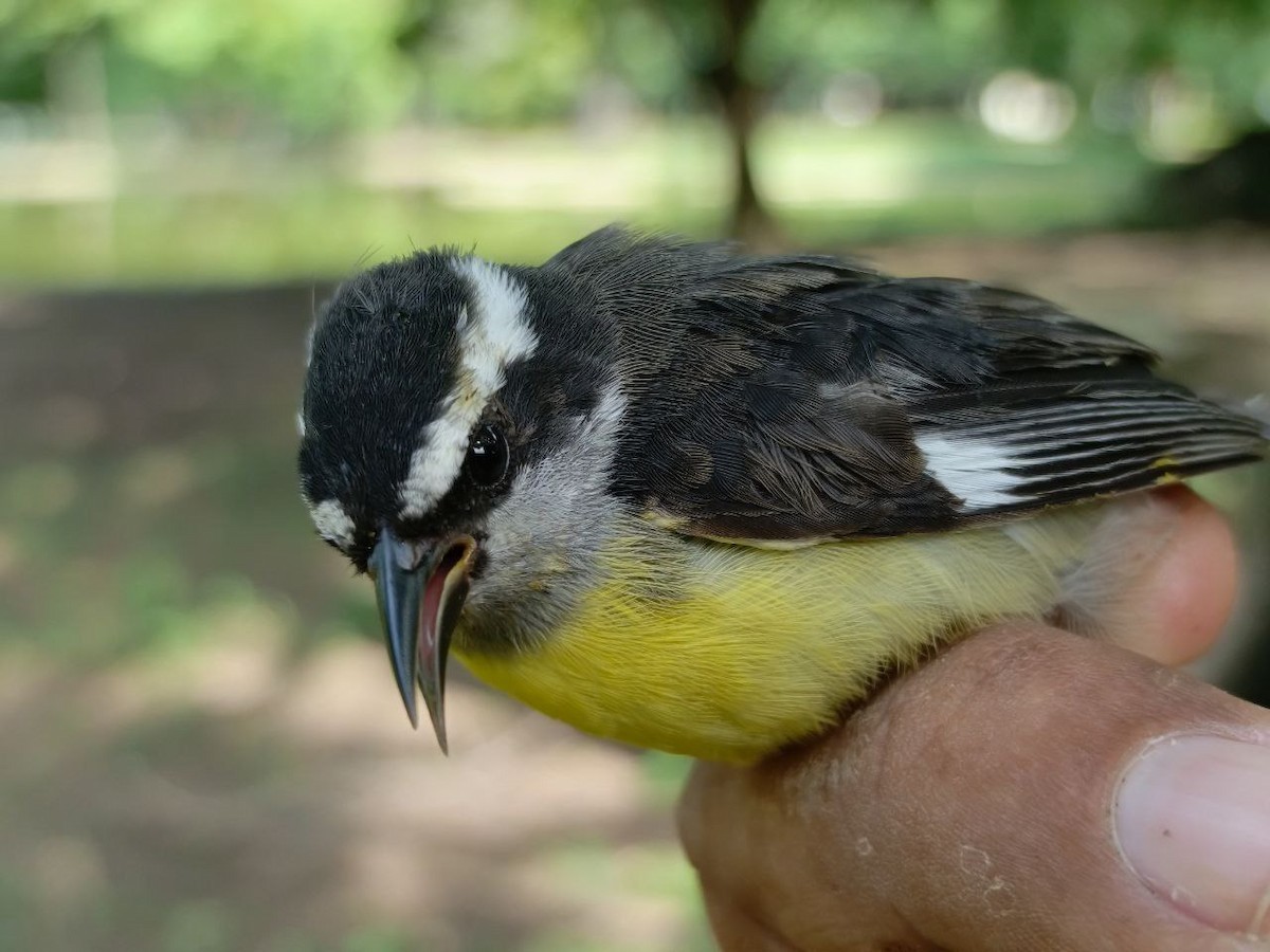 Bananaquit - ML635985595