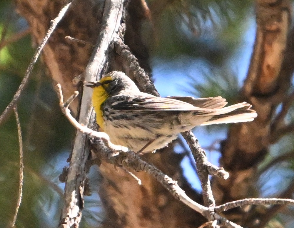 Grace's Warbler - ML635985596