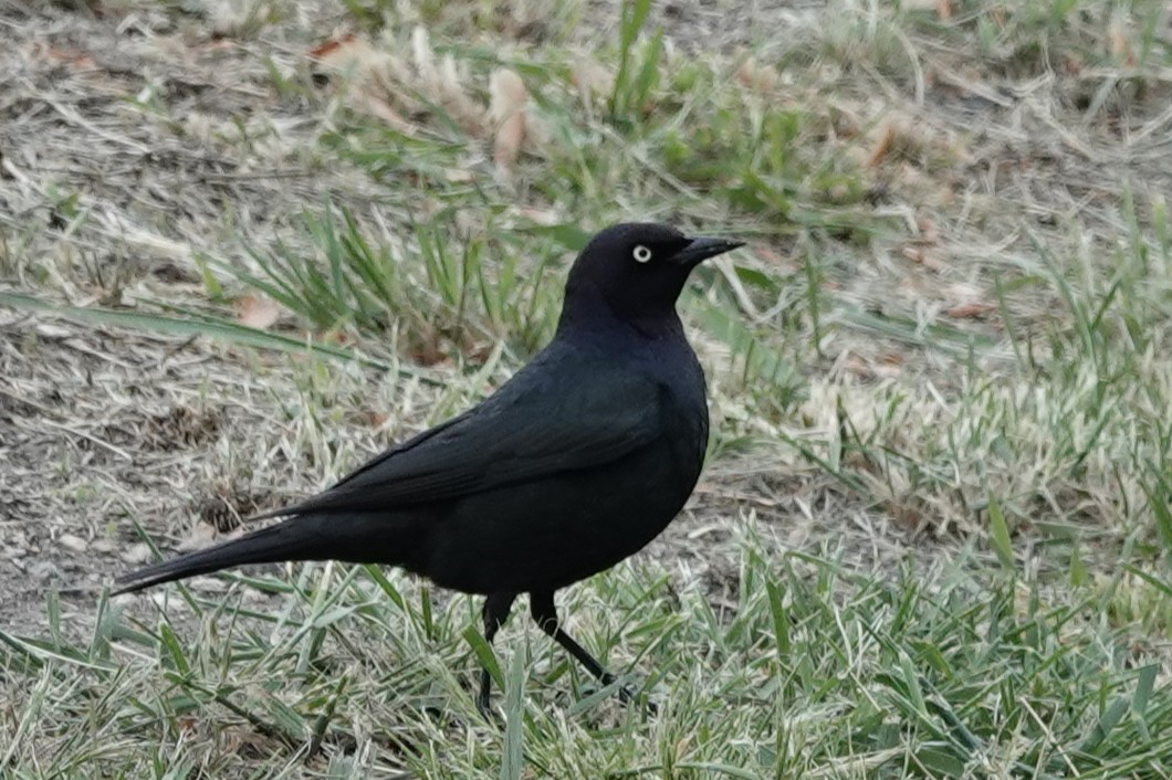 Brewer's Blackbird - ML635985597