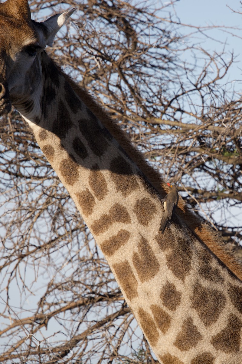 Red-billed Oxpecker - ML635985598