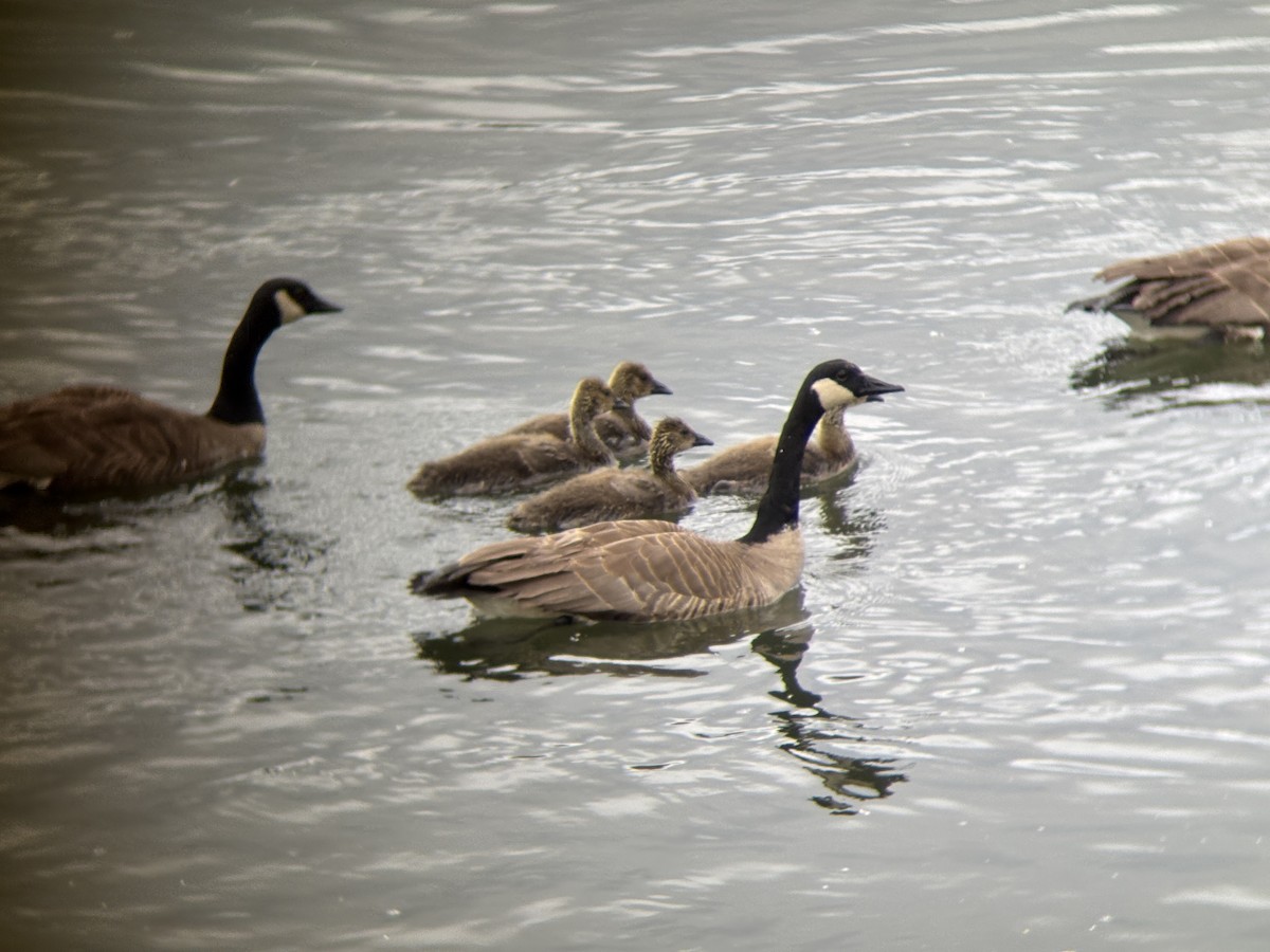 Canada Goose - ML635985706