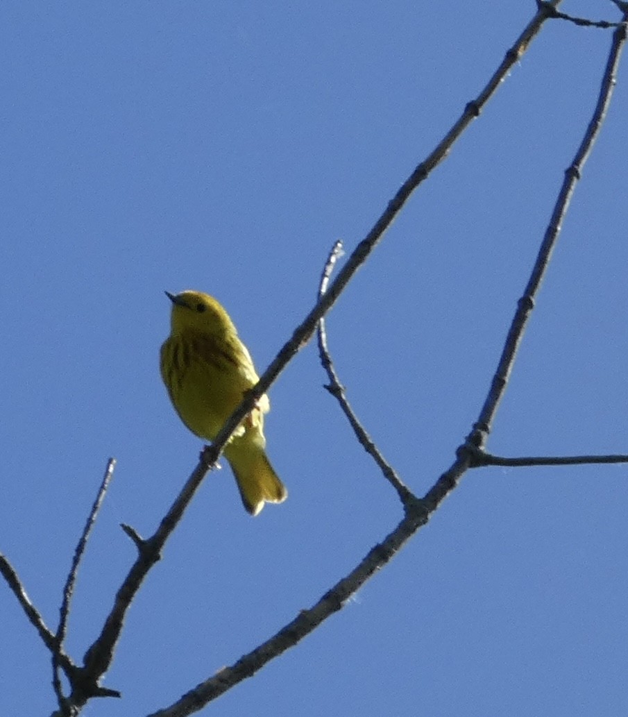 lesňáček zlatotemenný - ML635985743