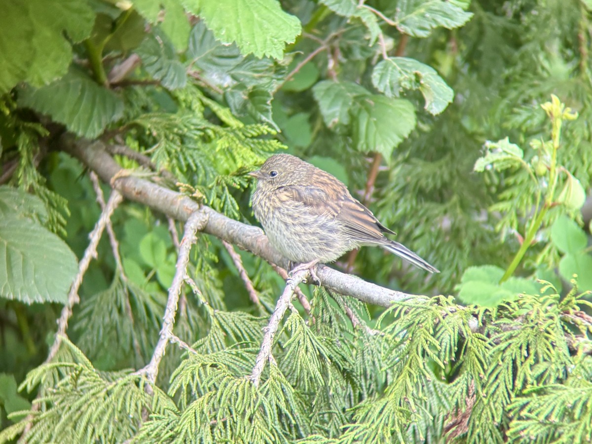 Dark-eyed Junco - ML635985757