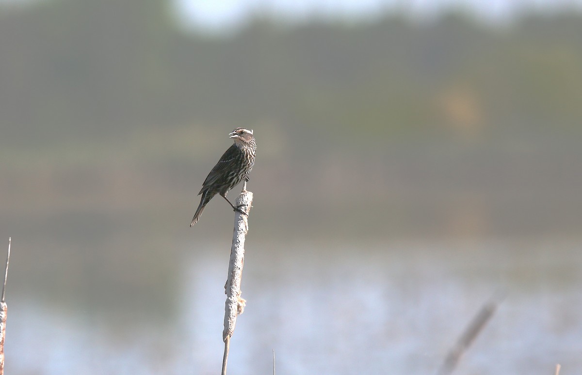 Red-winged Blackbird - ML635985789
