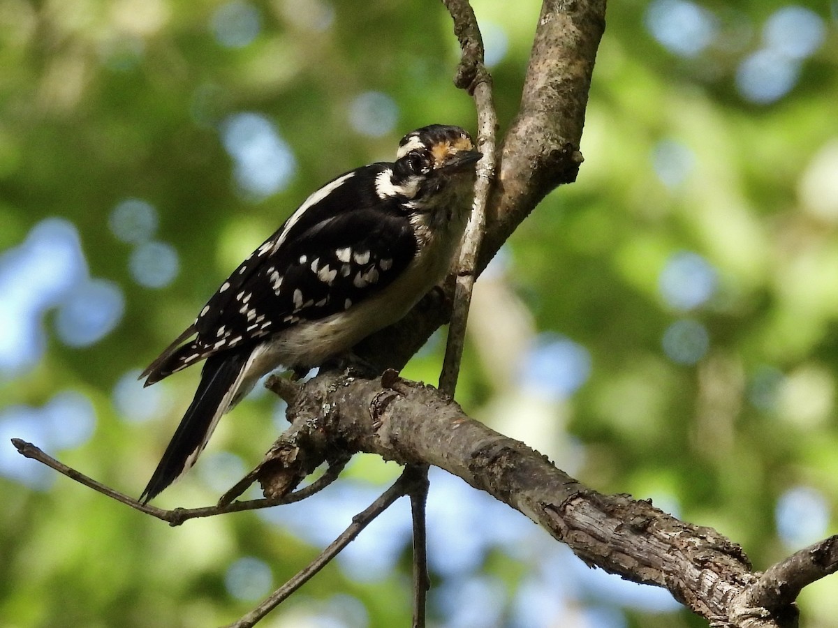 Downy Woodpecker - ML635985806
