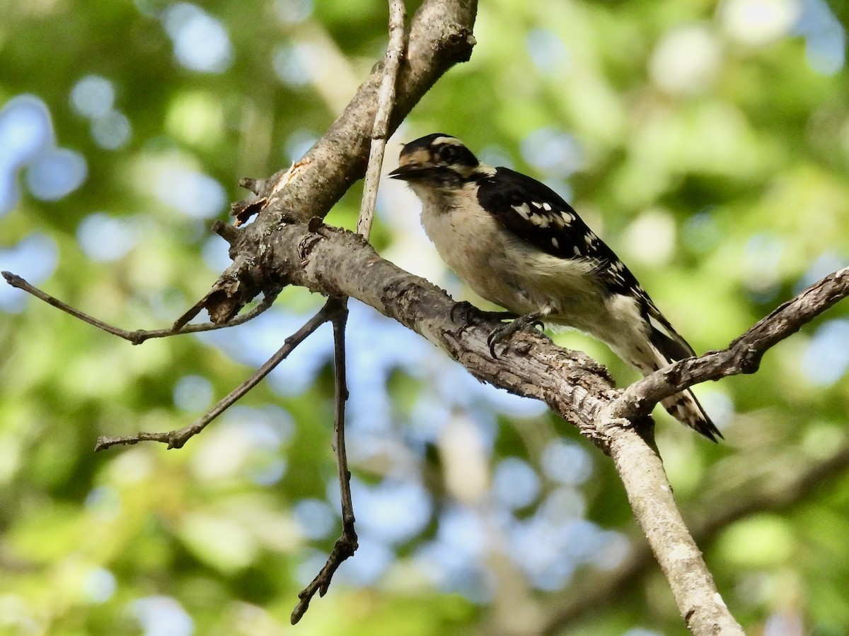 Downy Woodpecker - ML635985807