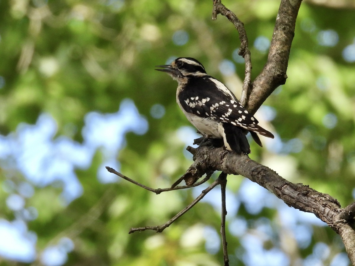 Downy Woodpecker - ML635985808