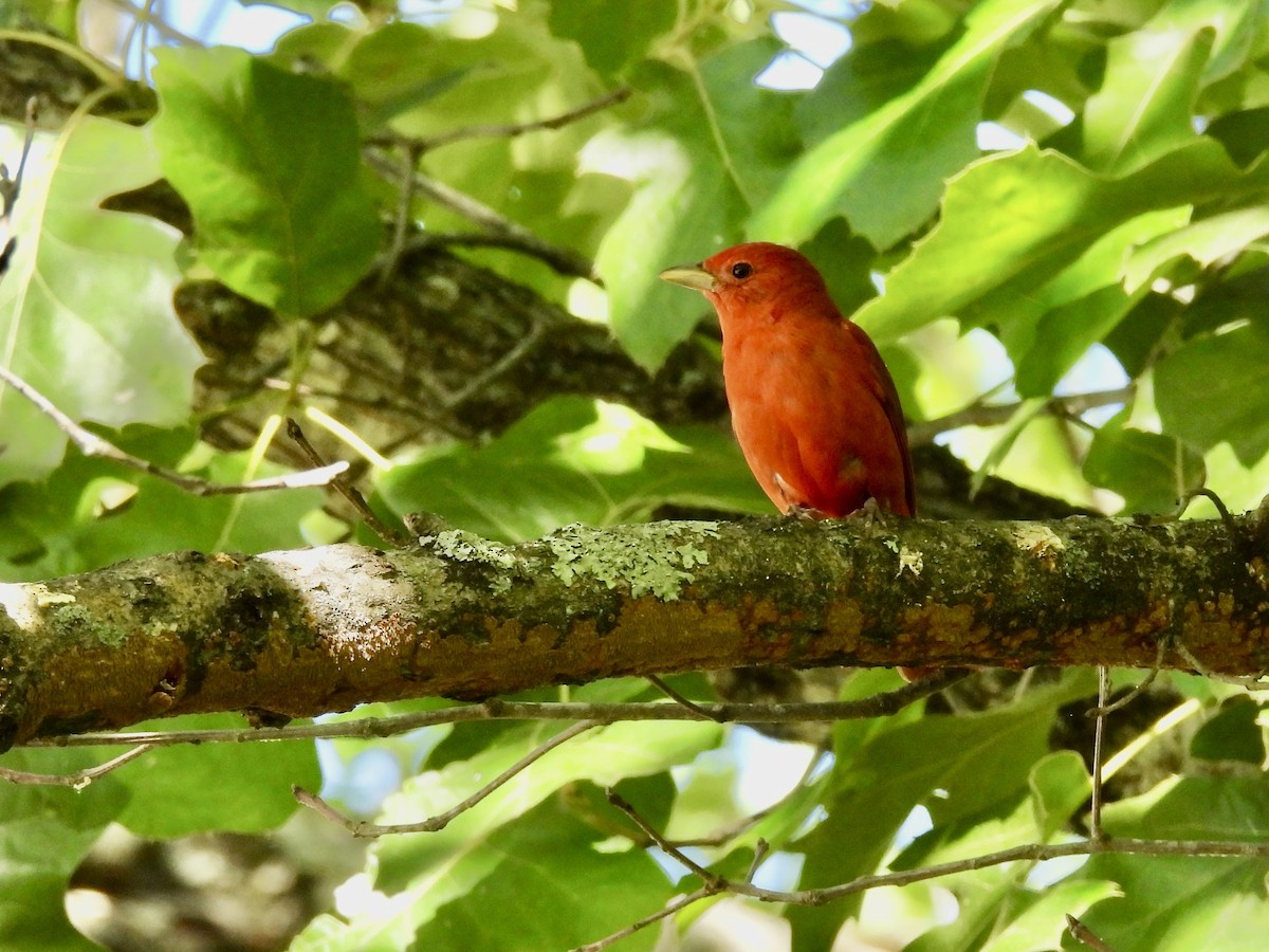 Summer Tanager - ML635985853