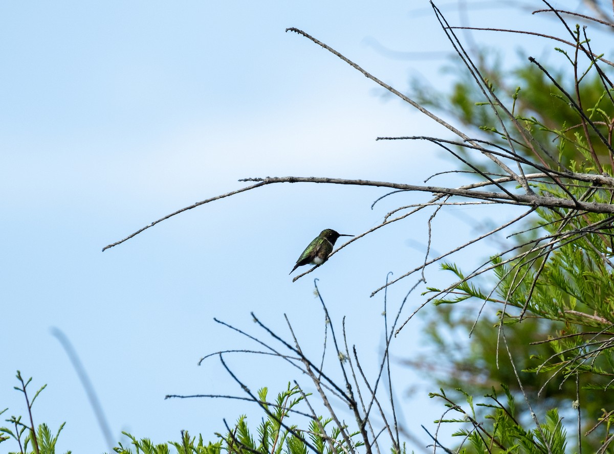Ruby-throated Hummingbird - ML635985892