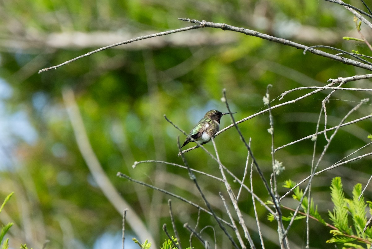 Ruby-throated Hummingbird - ML635985895