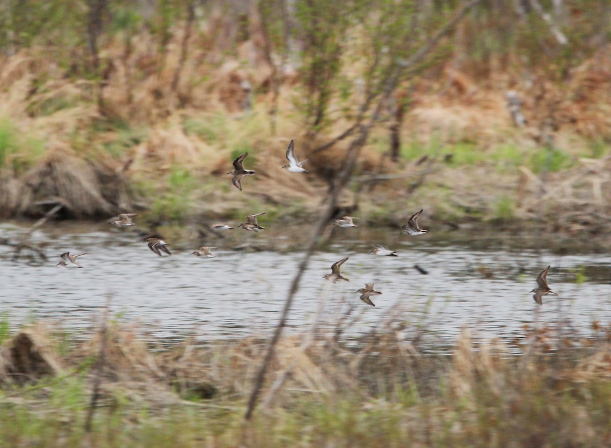 Least Sandpiper - ML635985937