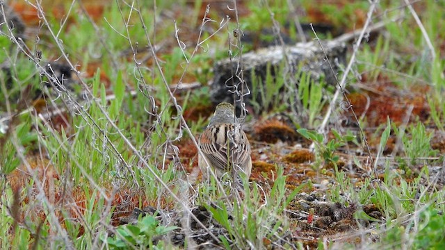 Dickcissel - ML635985959