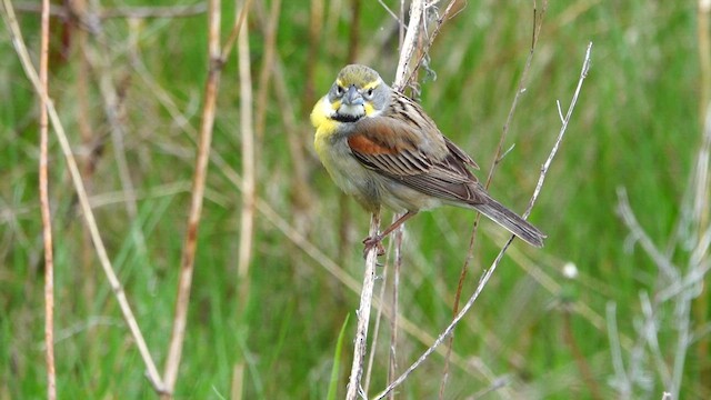 Dickcissel - ML635985962