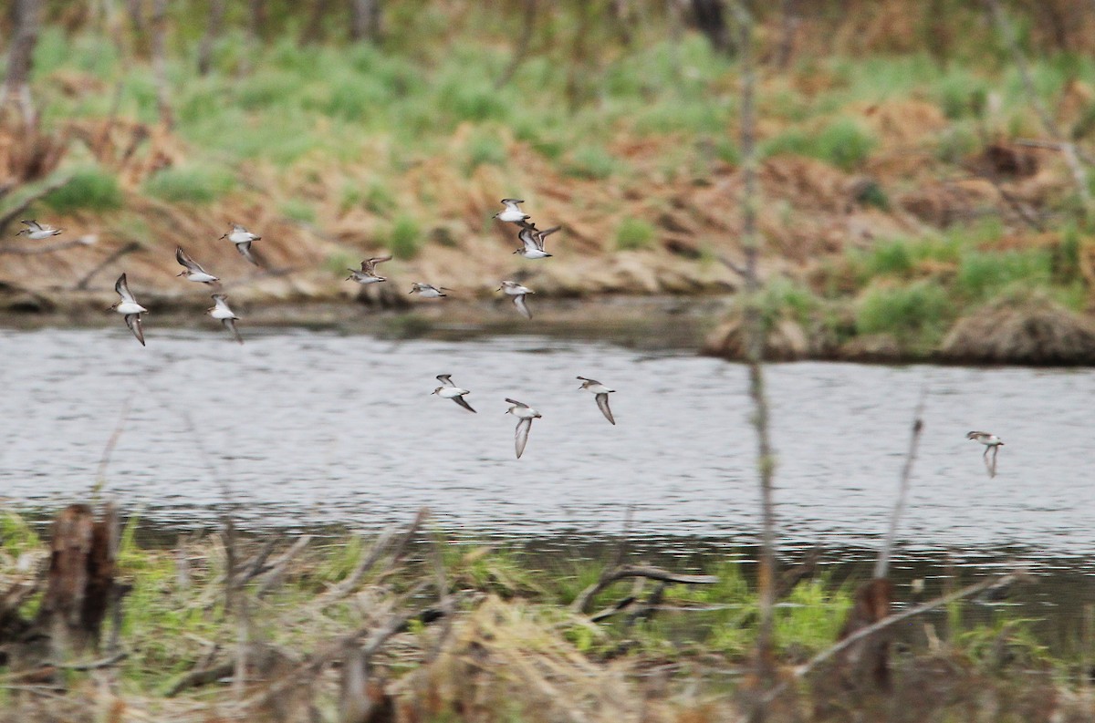 Least Sandpiper - ML635986006
