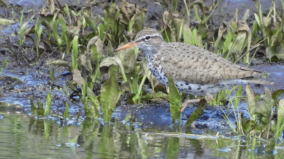 Drosseluferläufer - ML635986062