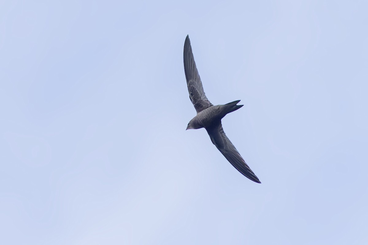 Mottled Swift - ML635986065