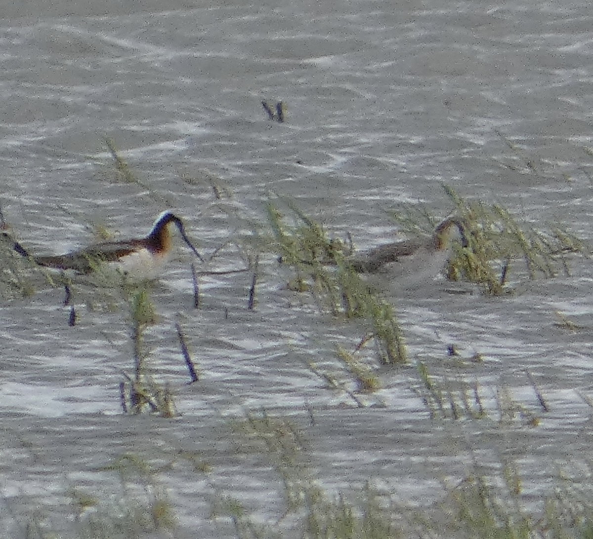 lyskonoh dlouhozobý - ML635986102