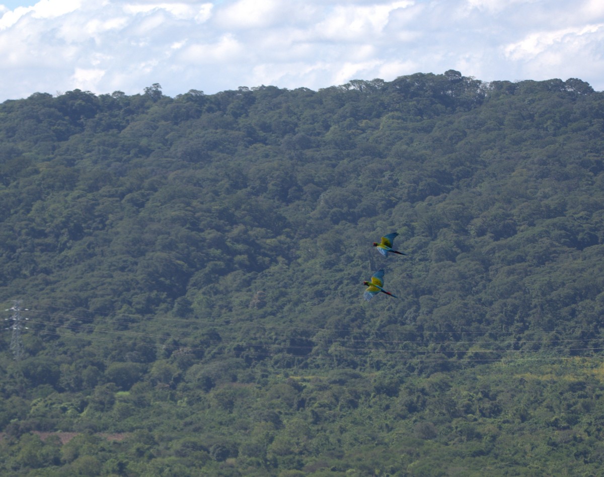 Military Macaw - ML635986127