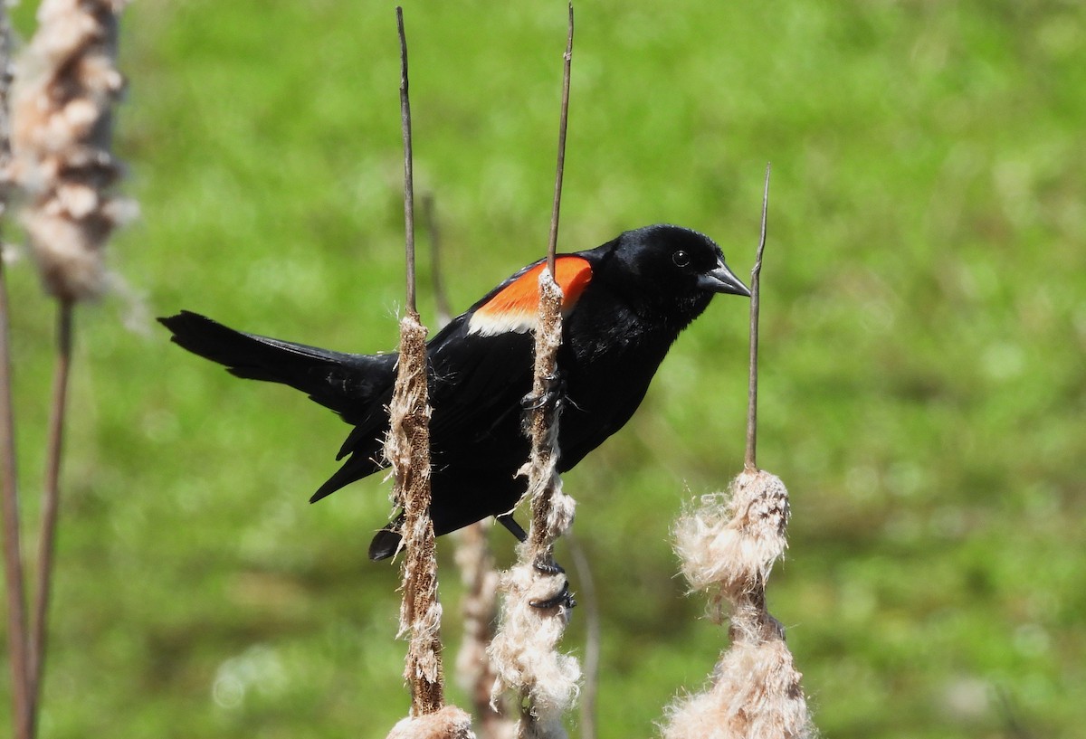 Red-winged Blackbird - ML635986140