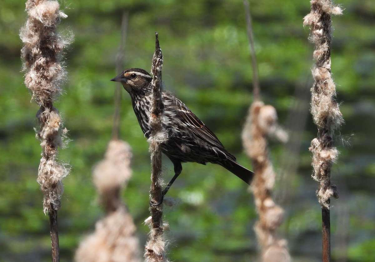 Red-winged Blackbird - ML635986141