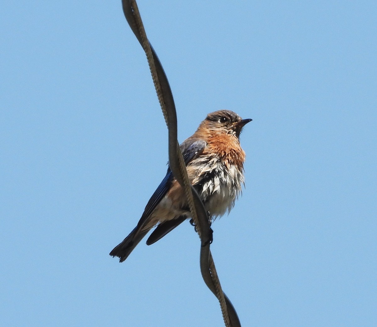 Eastern Bluebird - ML635986163