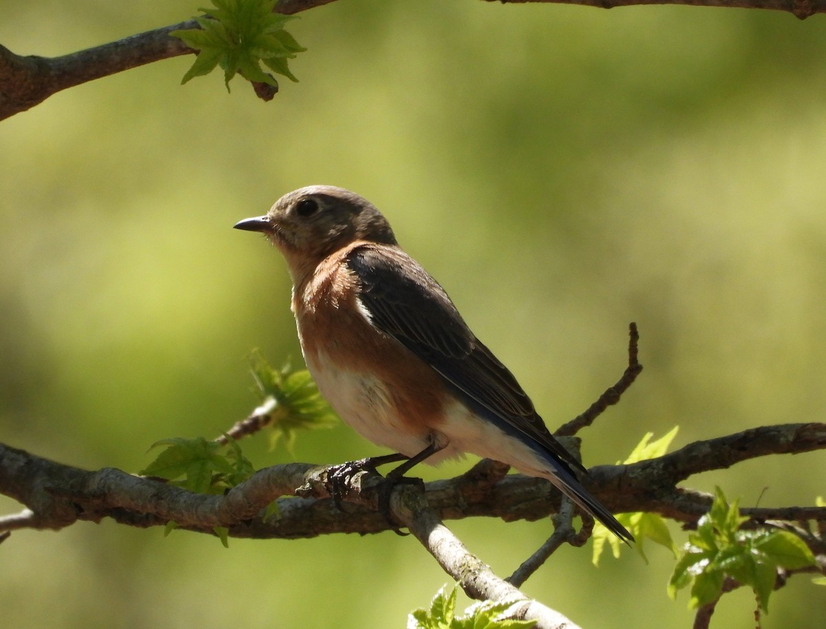 Eastern Bluebird - ML635986164