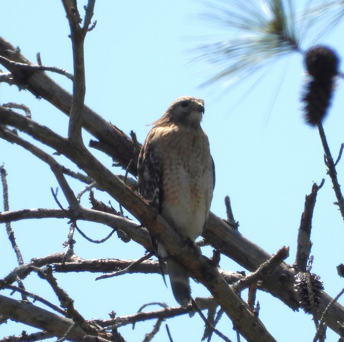 Red-shouldered Hawk - ML635986188
