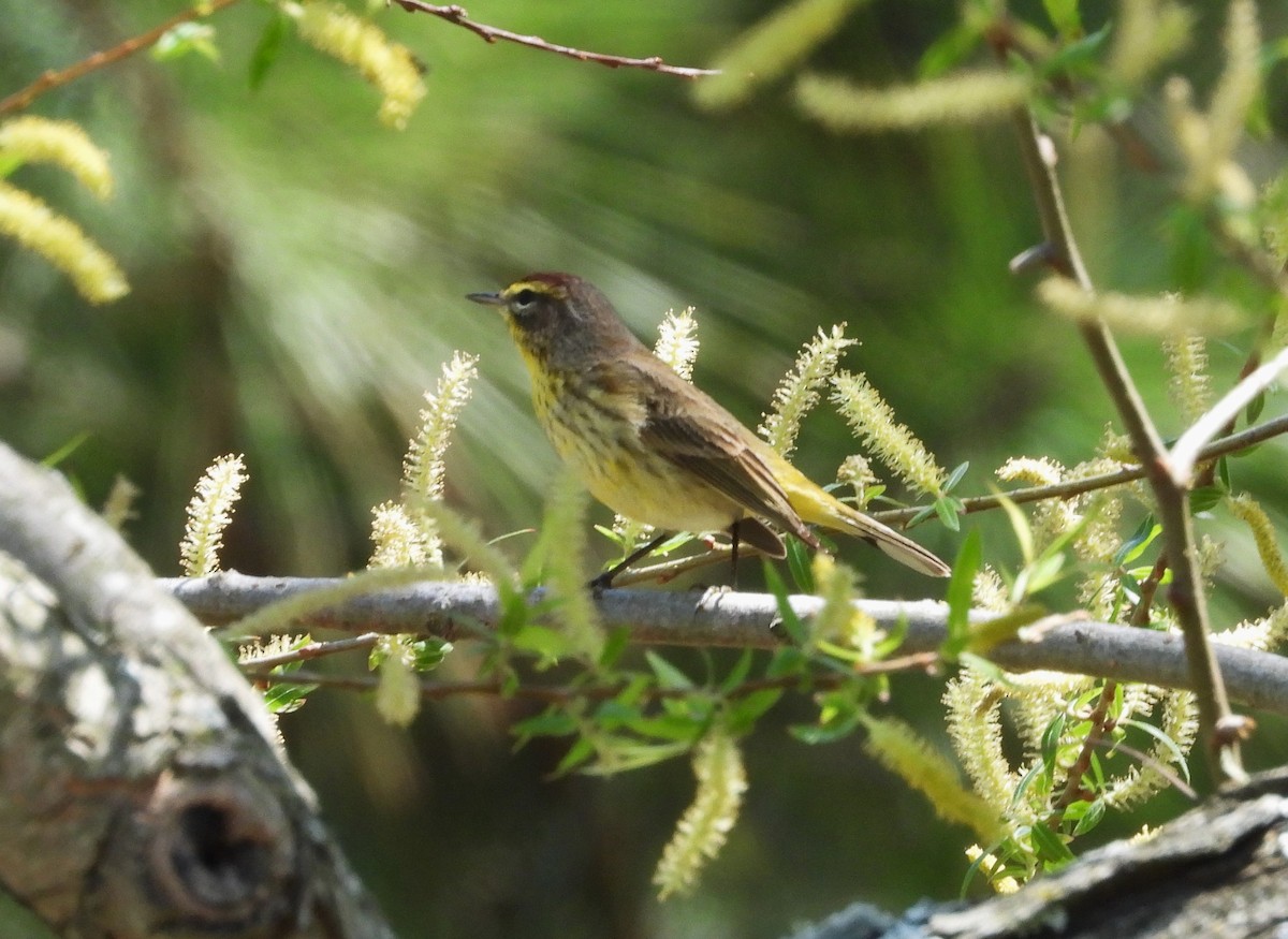 Palm Warbler - ML635986235
