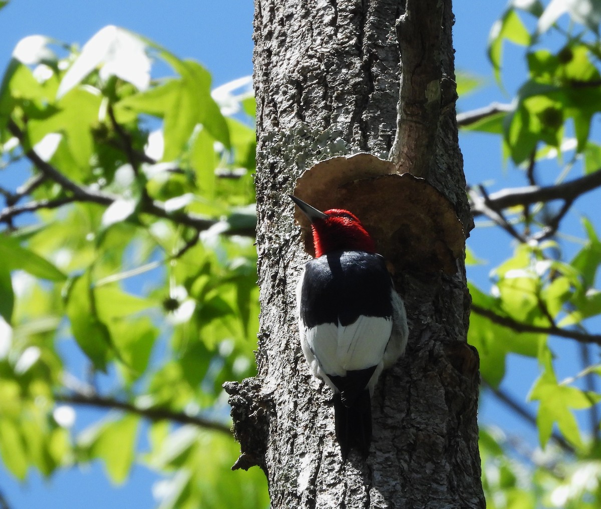 Red-headed Woodpecker - ML635986255