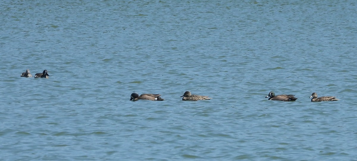 Blue-winged Teal - ML635986271