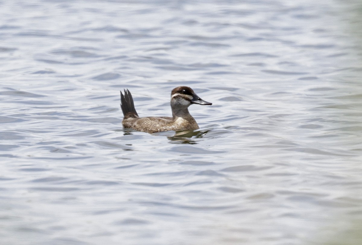 Ruddy Duck - ML635986277