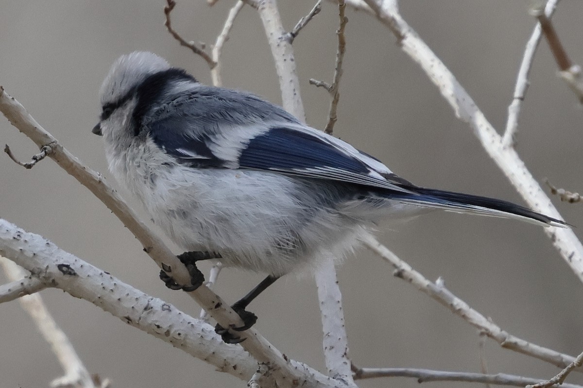 Белая лазоревка - ML635986279