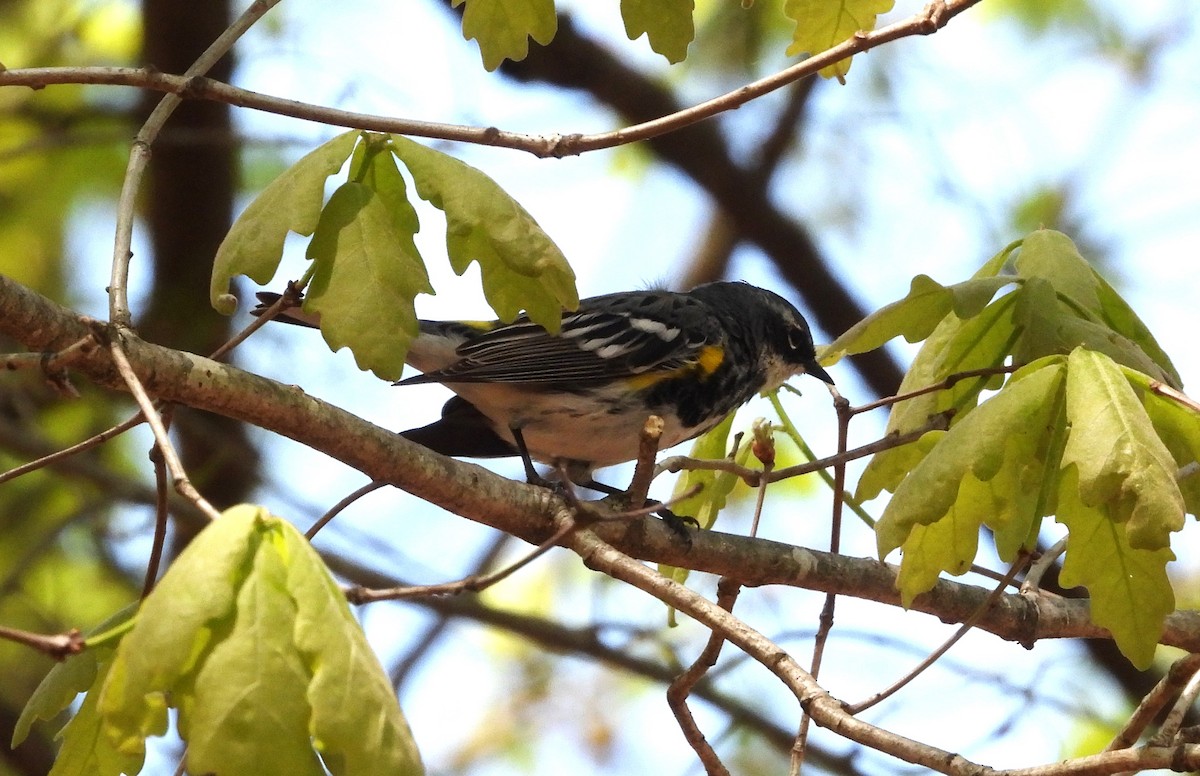 Yellow-rumped Warbler - ML635986288