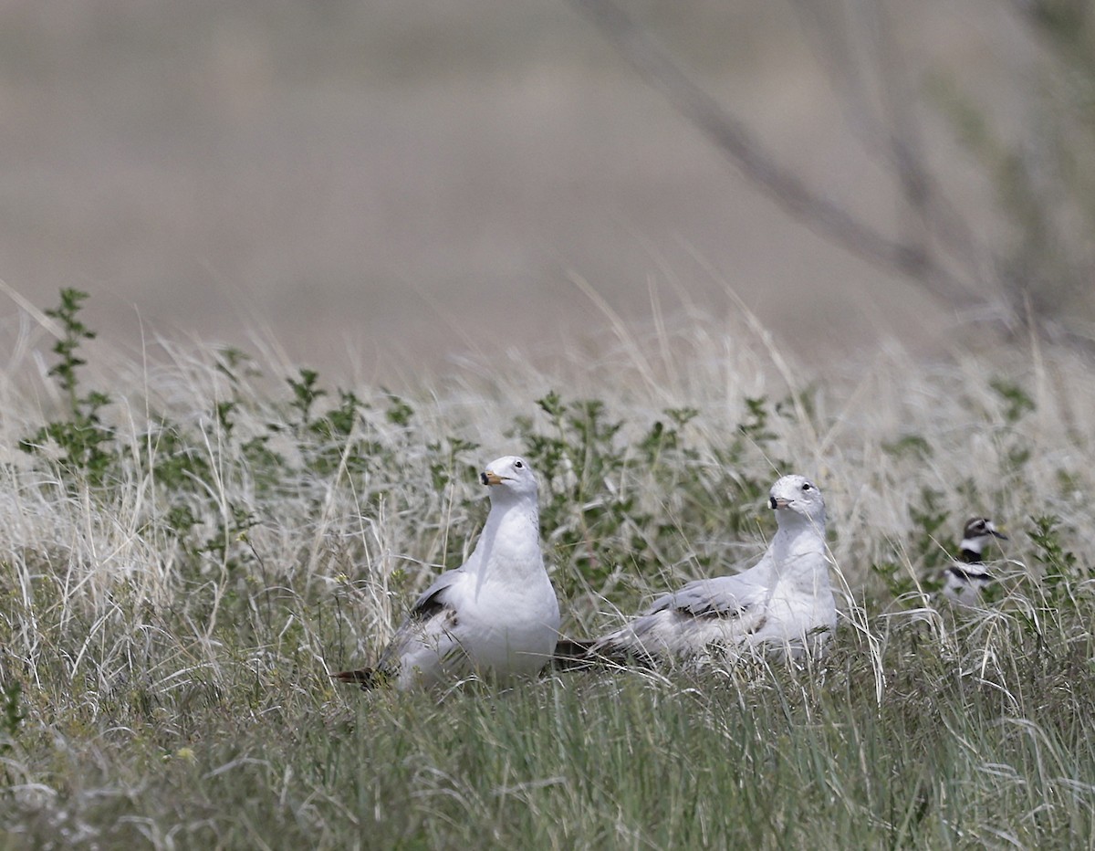 Ring-billed Gull - ML635986295
