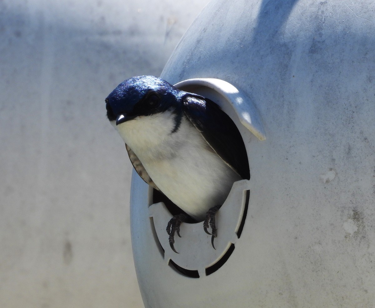 Tree Swallow - ML635986304