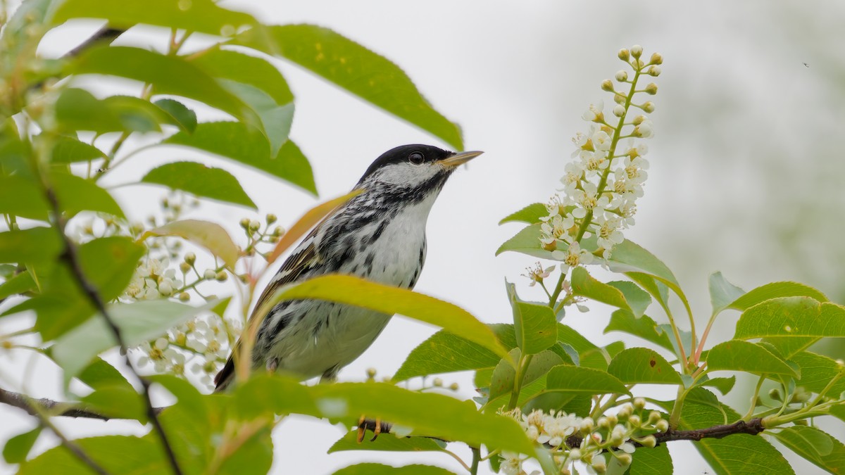 Blackpoll Warbler - ML635986349