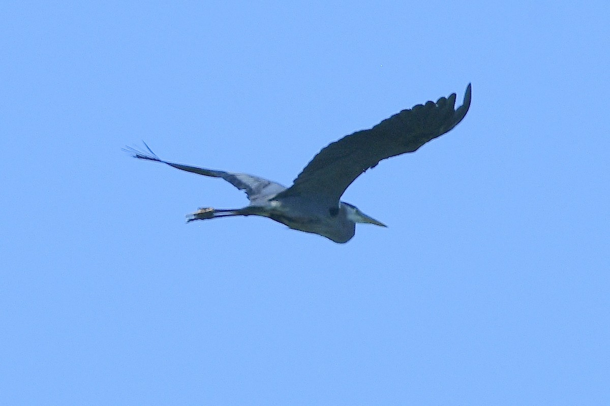 Great Blue Heron - ML635986494