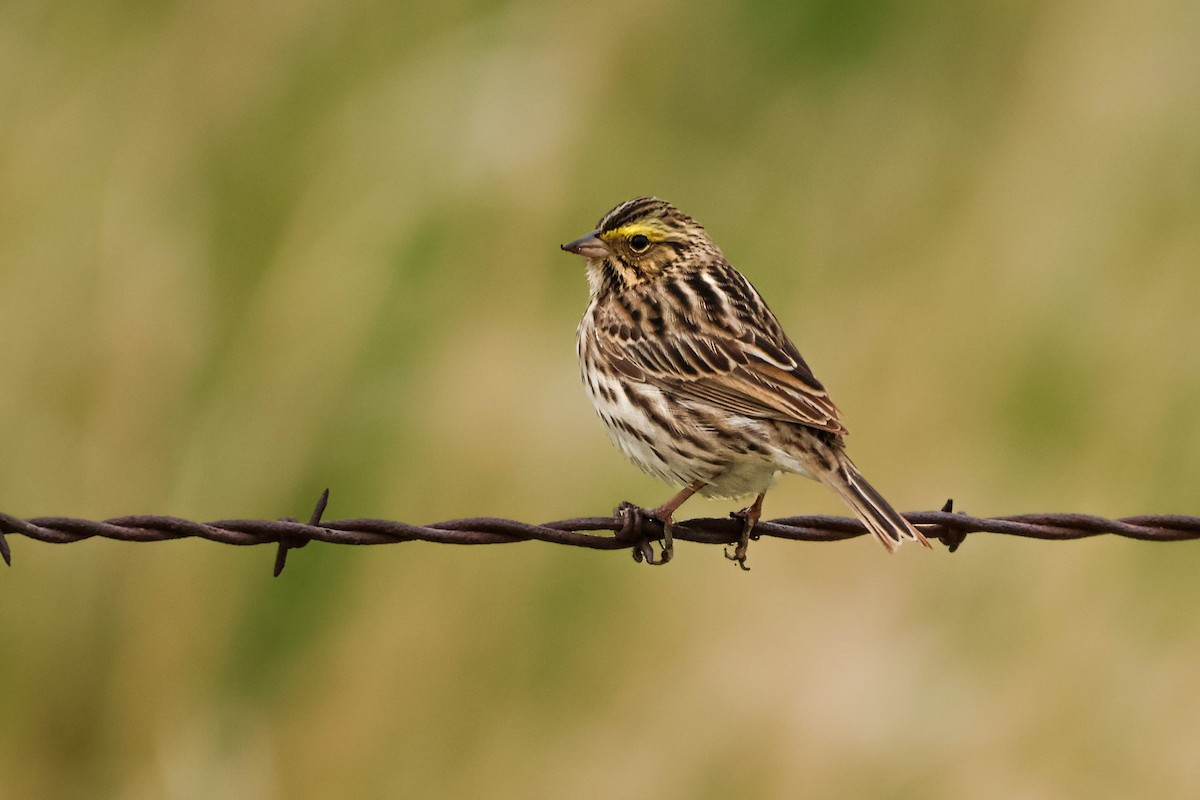Savannah Sparrow - ML635986541