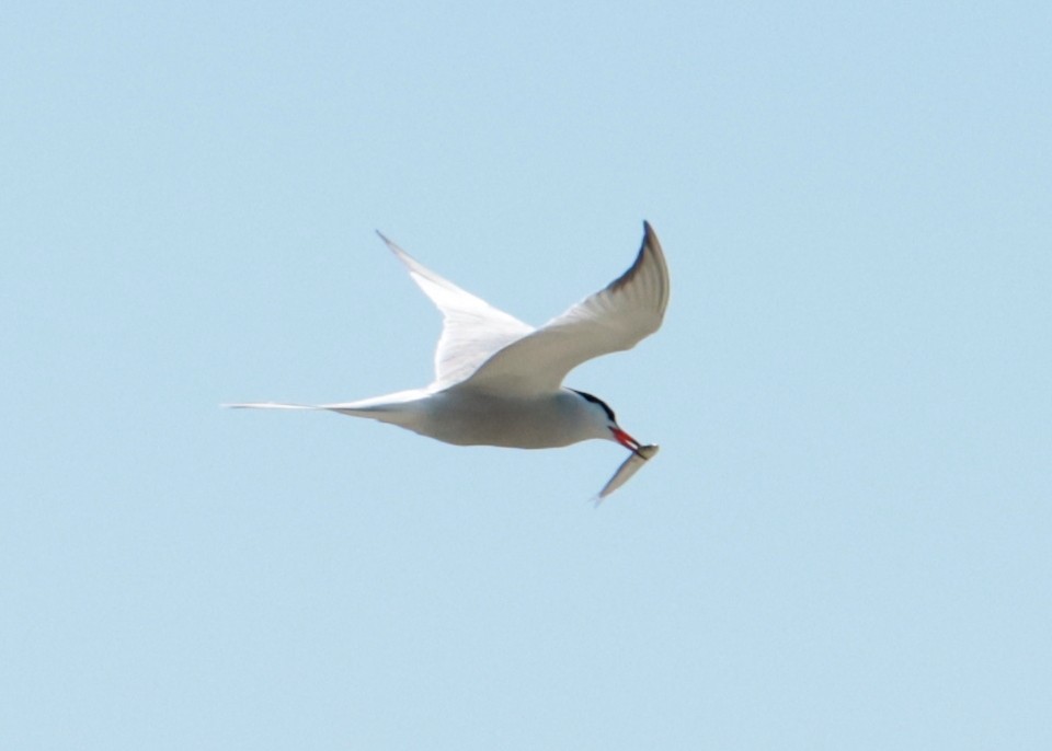 Common Tern - ML635986743